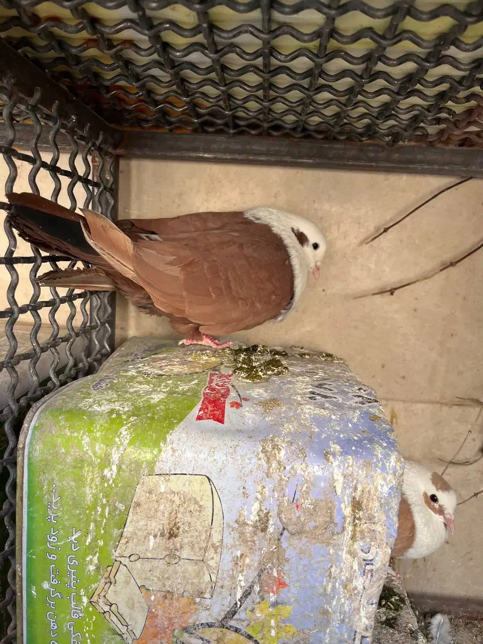 کله‌سفید|پرنده|سبزوار, هویزه|دیوار