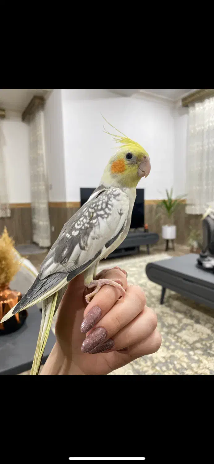 عروس هلندی نر دستی سخنگو|پرنده|مریوان, |دیوار