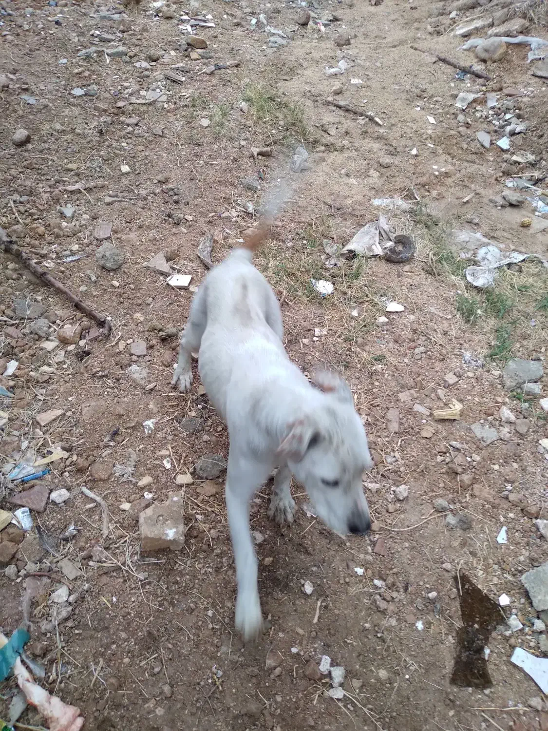 سگ ریگان پیتبول ماده پورخون اصل|سگ|شیراز, داریون|دیوار