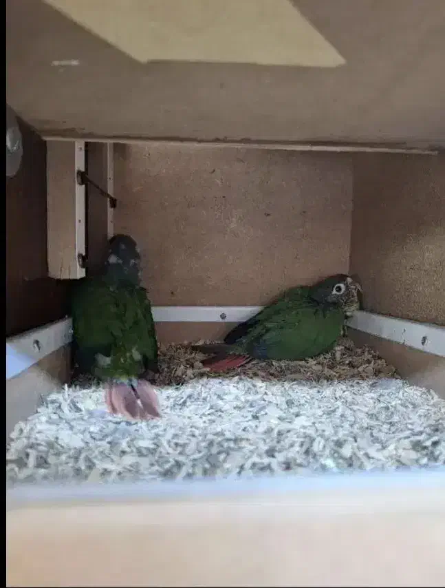 جفت گرینچیک یلوساید رد مولد|پرنده|اصفهان, میرعماد|دیوار