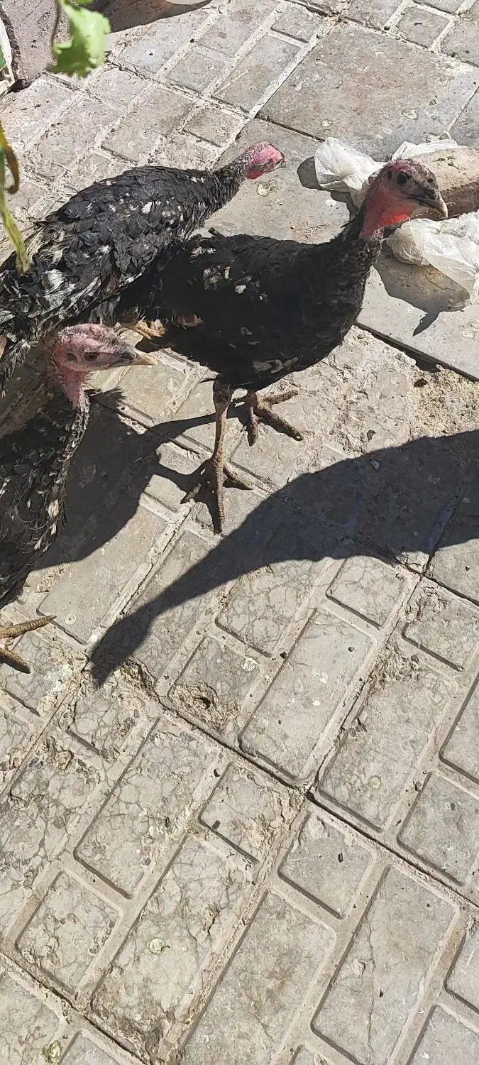 ماده بوقلمون ۳عدد|حیوانات مزرعه|سیرجان, |دیوار