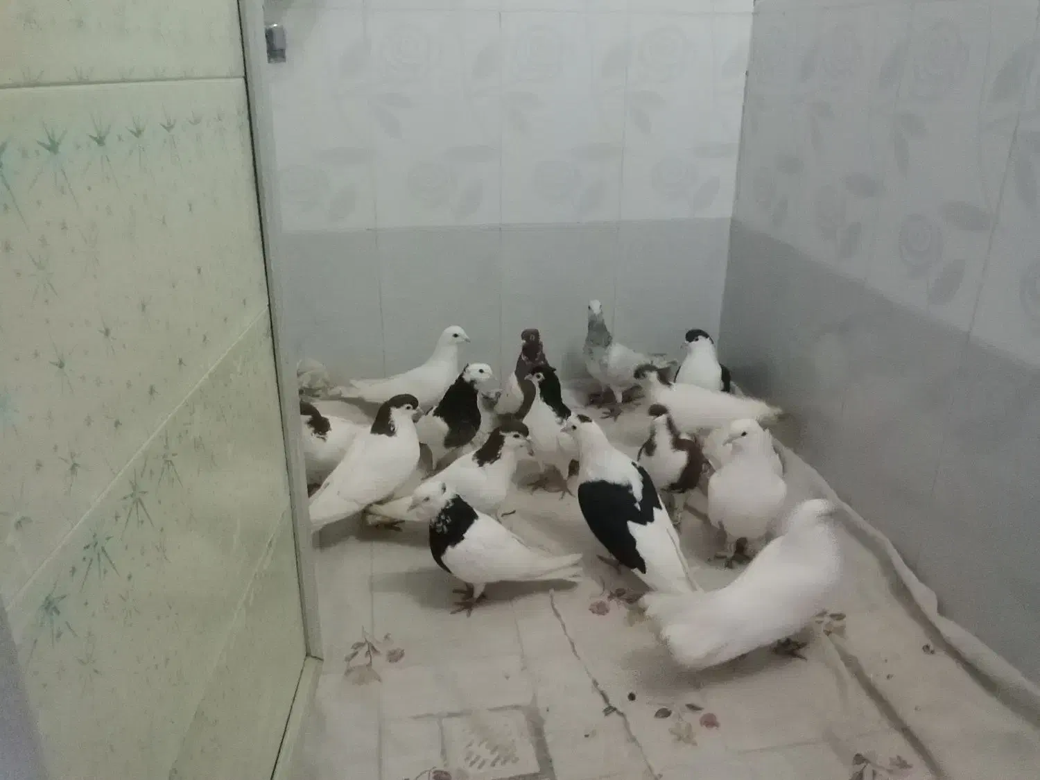 کبوتر|پرنده|نیشابور, مازول|دیوار