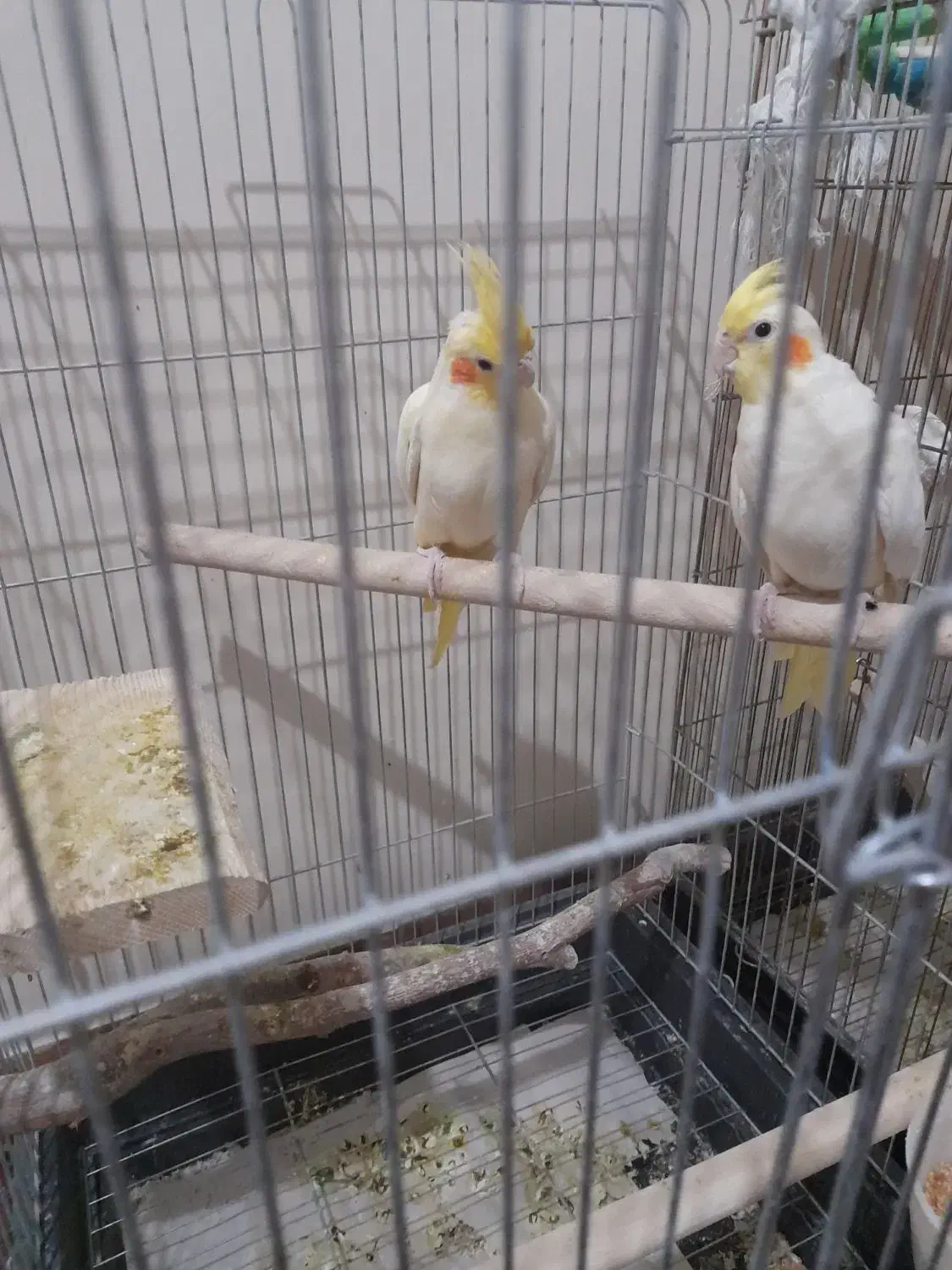 عروس هلندی|پرنده|پاکدشت, پاکدشت (مامازند)|دیوار