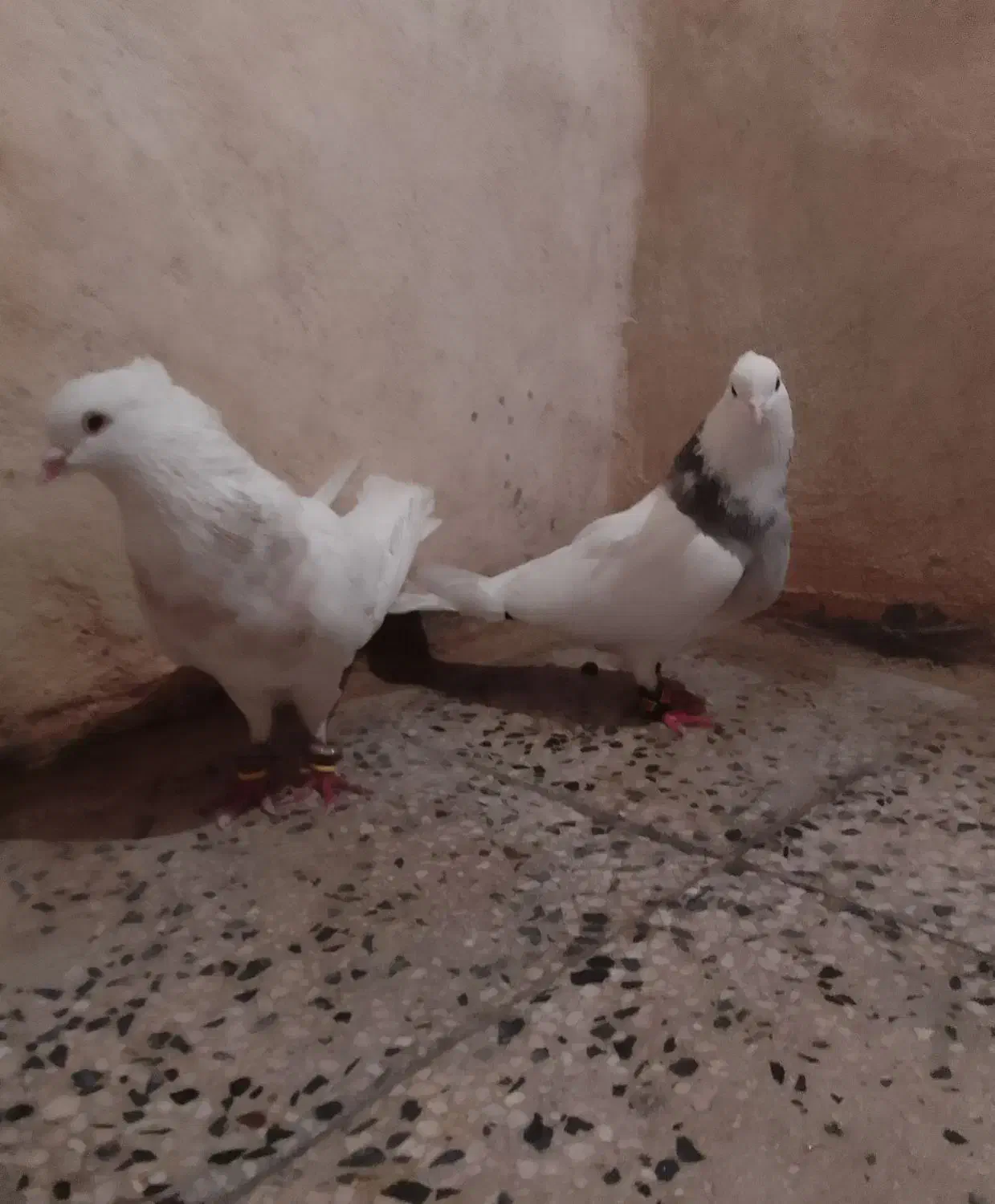 کبوتر|پرنده|دهدشت, |دیوار