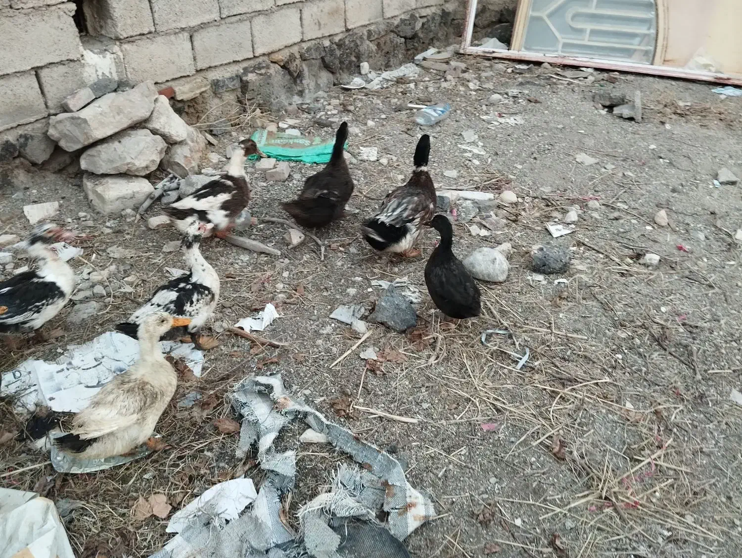 اردک  چله|حیوانات مزرعه|ماکو, |دیوار