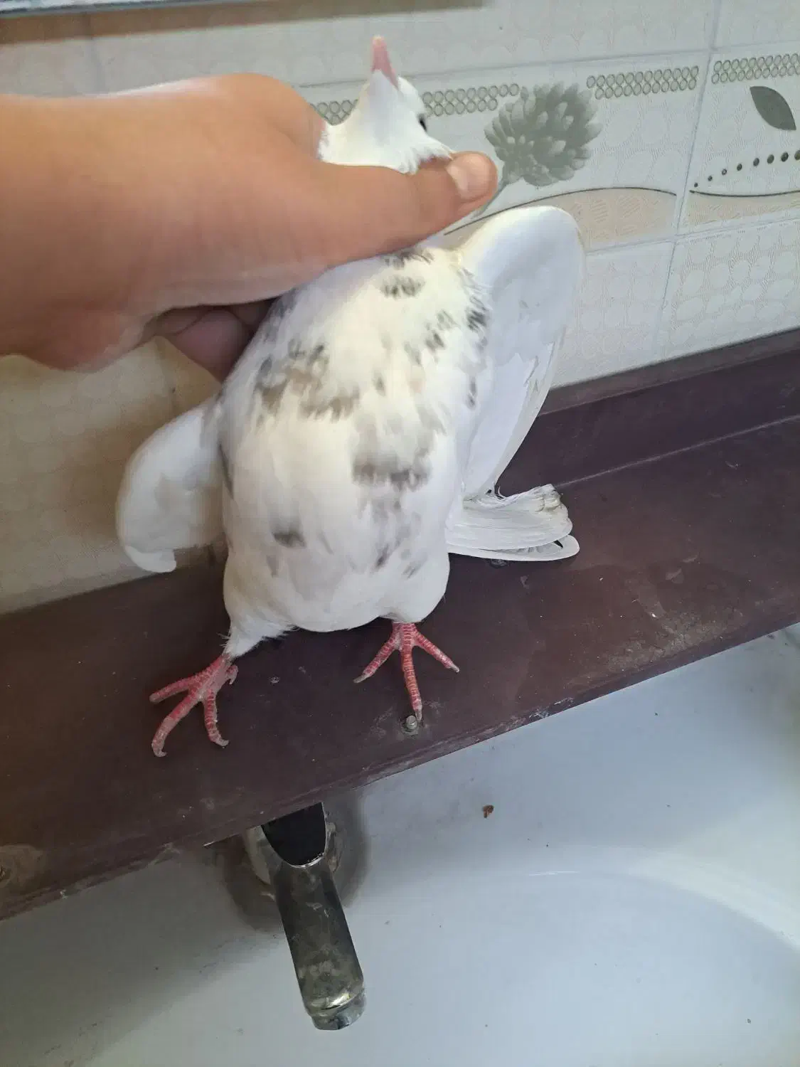 طوقی ماده مست مست اهل|پرنده|ایذه, |دیوار