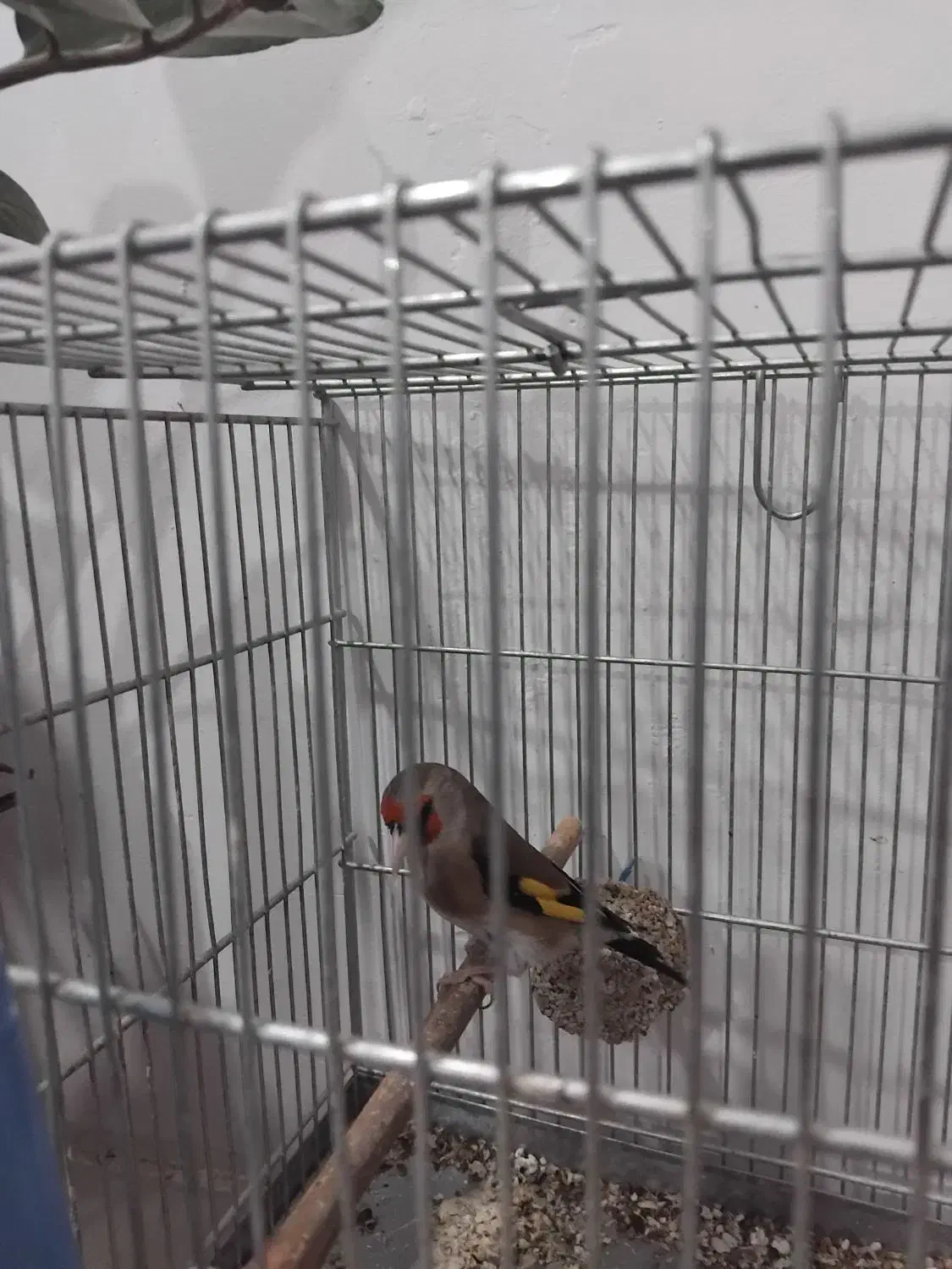 سهره انتیک|پرنده|ری, امین آباد|دیوار