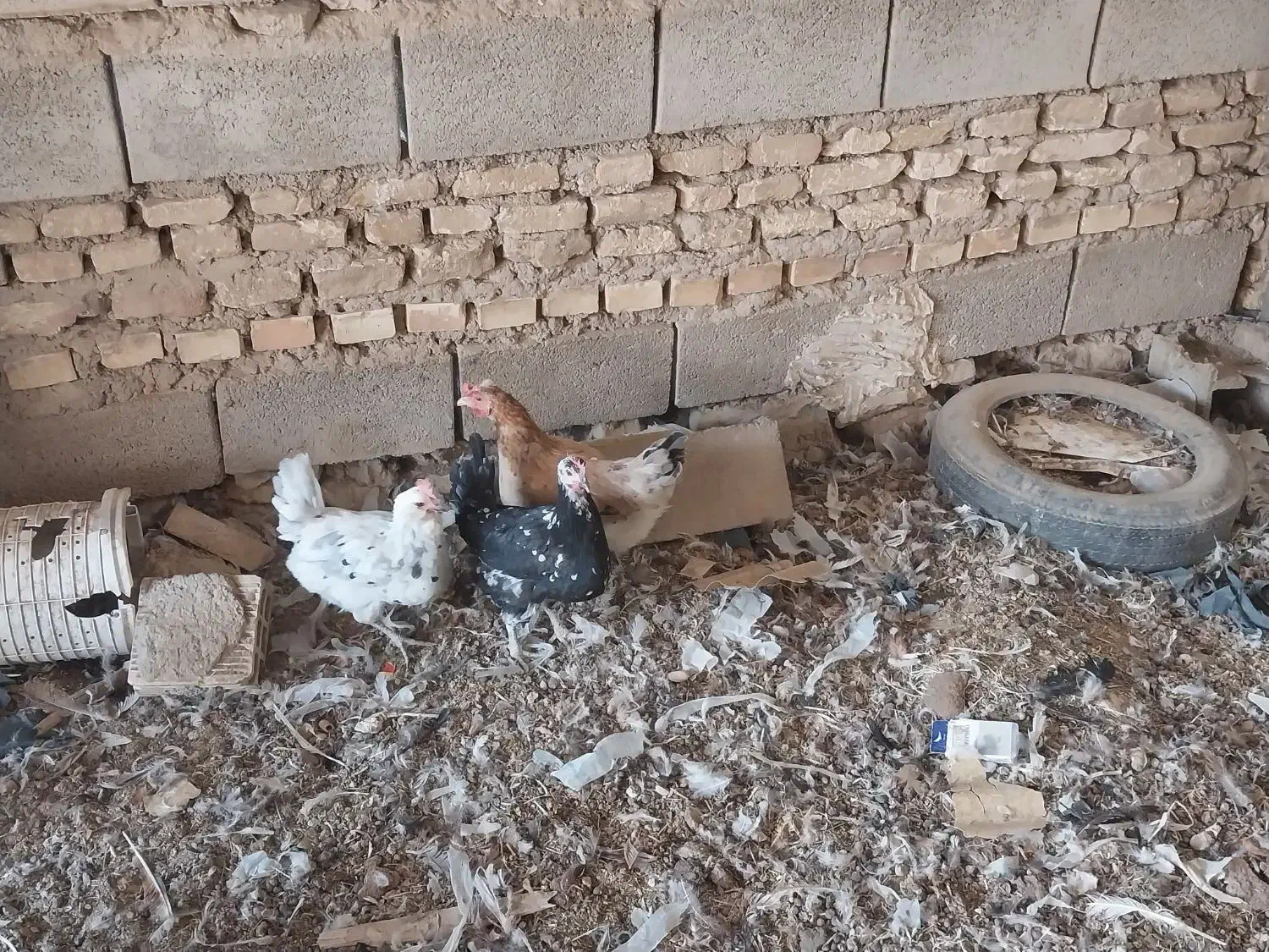 تخم نطفه دار برهما و گلین|حیوانات مزرعه|شهرضا, |دیوار