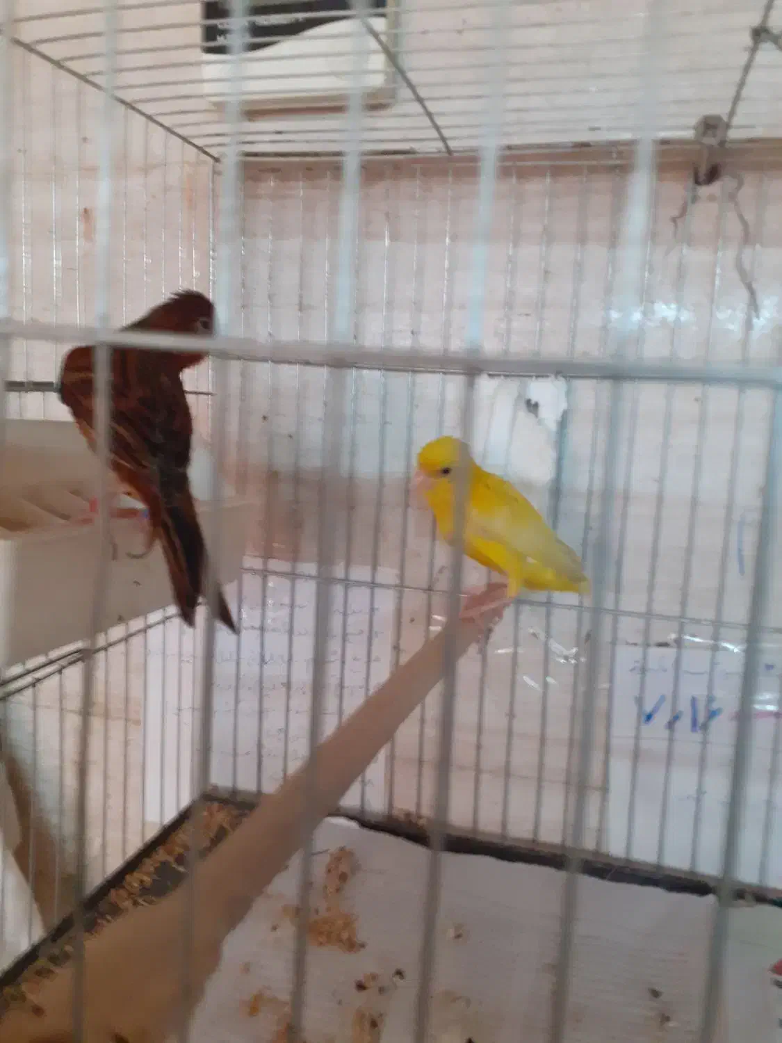 قناری مولد|پرنده|رباطکریم, انجم آباد|دیوار