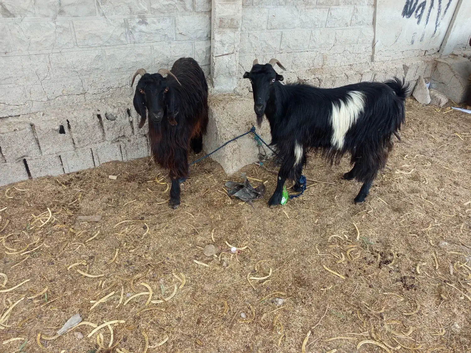 دوعددبزبفروش.میرسد|حیوانات مزرعه|برازجان, |دیوار