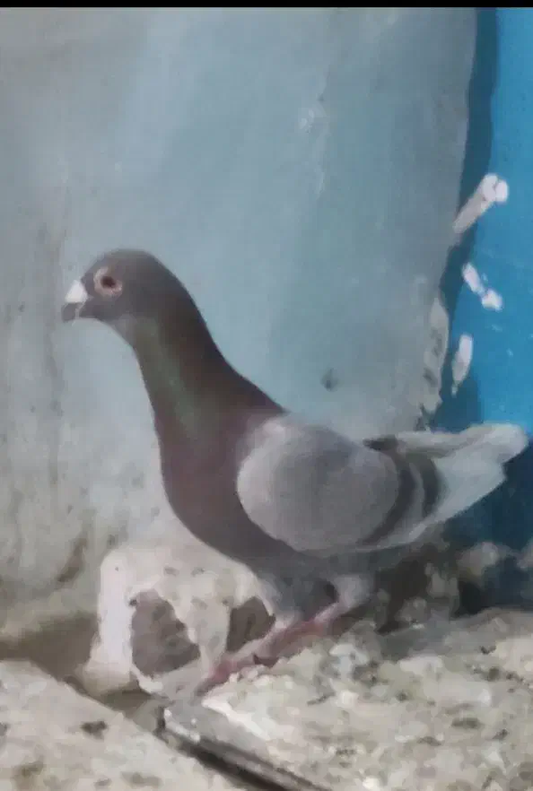 پرنده|پرنده|نیشابور, مازول|دیوار