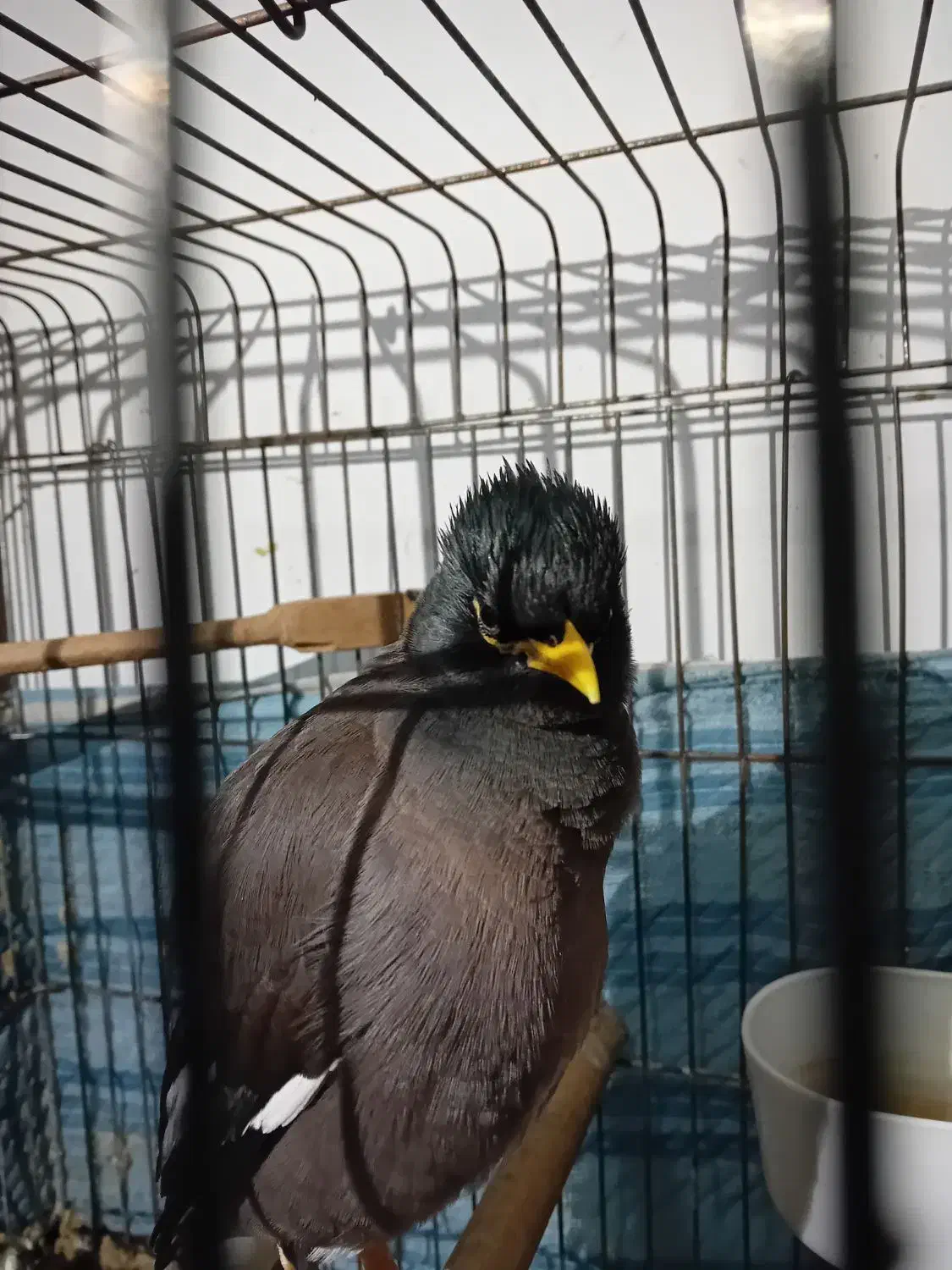 مرغ مینا سخنگو  با قفس|پرنده|اسلام‌شهر, شهرک سعیدیه|دیوار