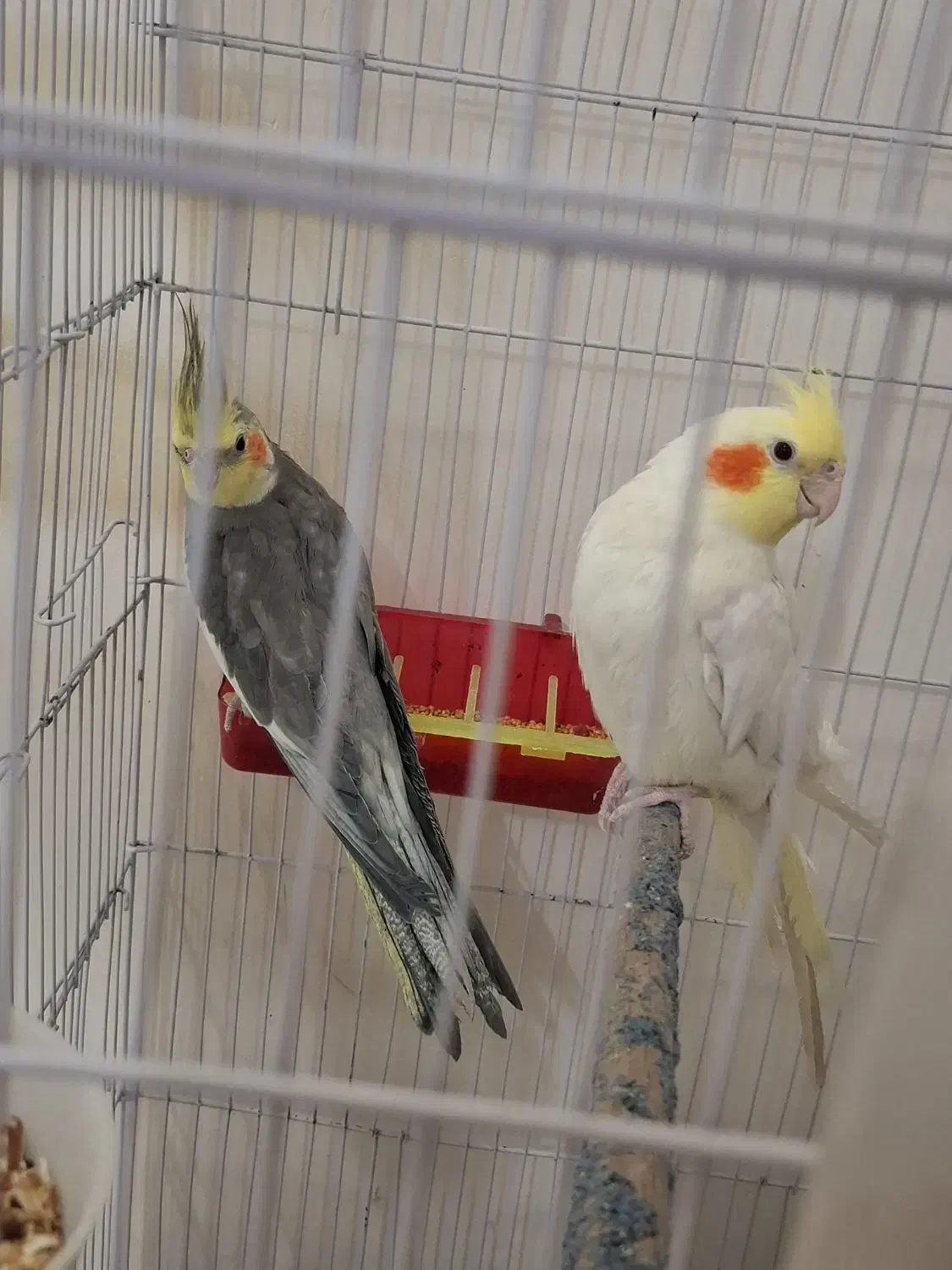 ۲عددعروس هلندی نرسخنگو|پرنده|مشهد, نوید|دیوار