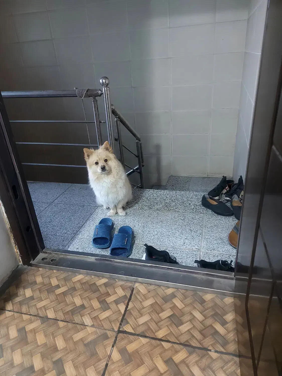 سگ پامر|سگ|شهرکرد, |دیوار