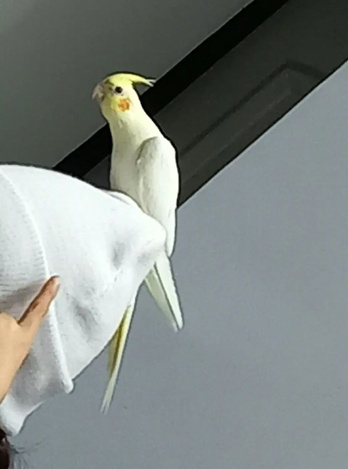 طوطی عروس|پرنده|کومله, |دیوار