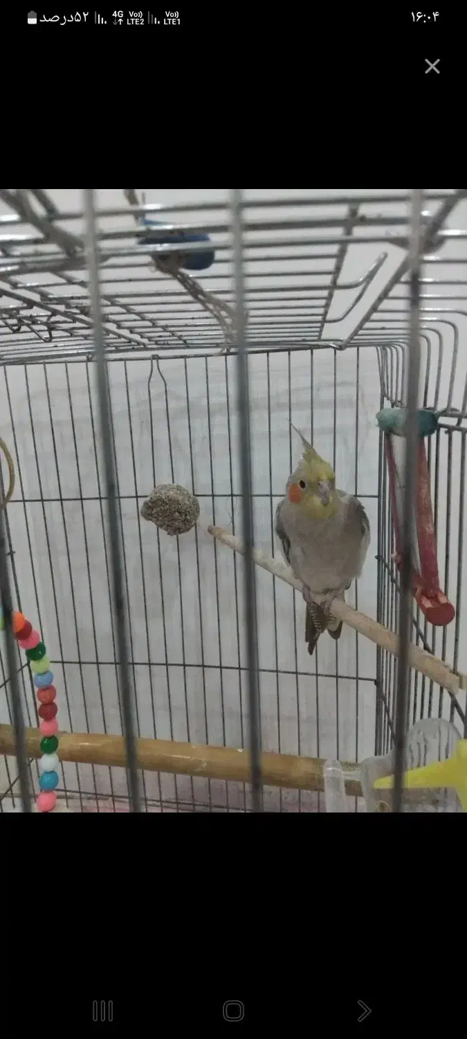 عروس هلندی|پرنده|خشکبیجار, |دیوار