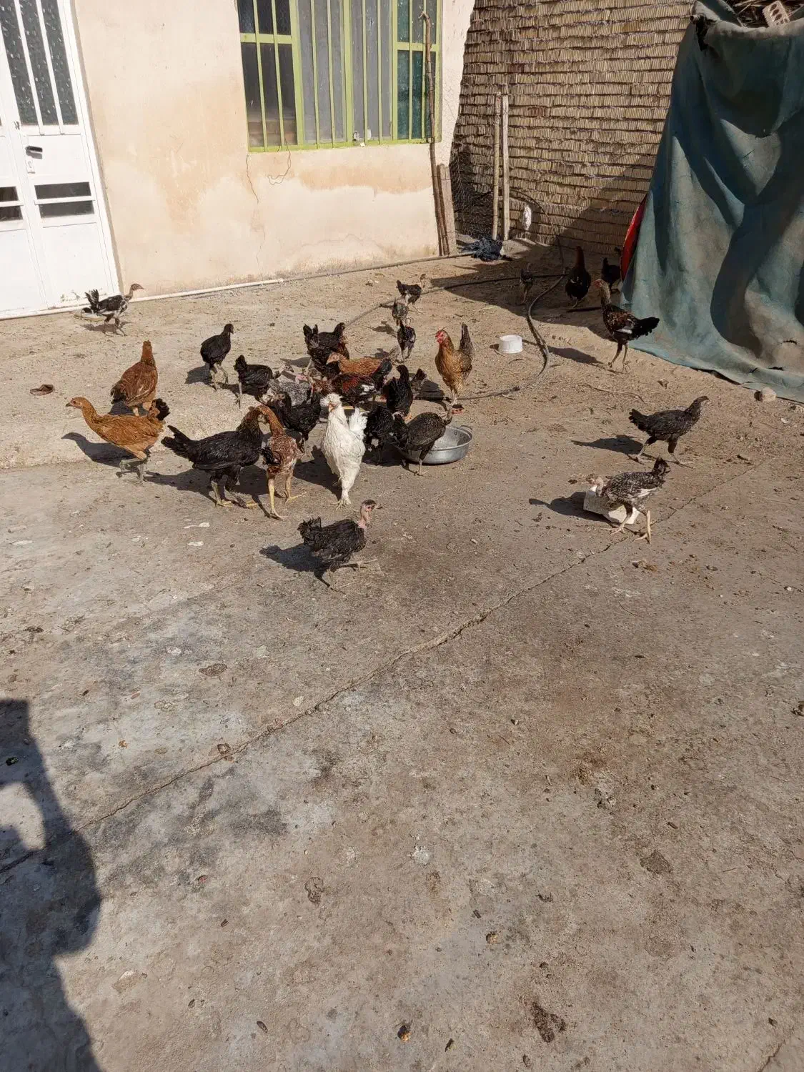 جیجه|پرنده|وحدتیه, |دیوار