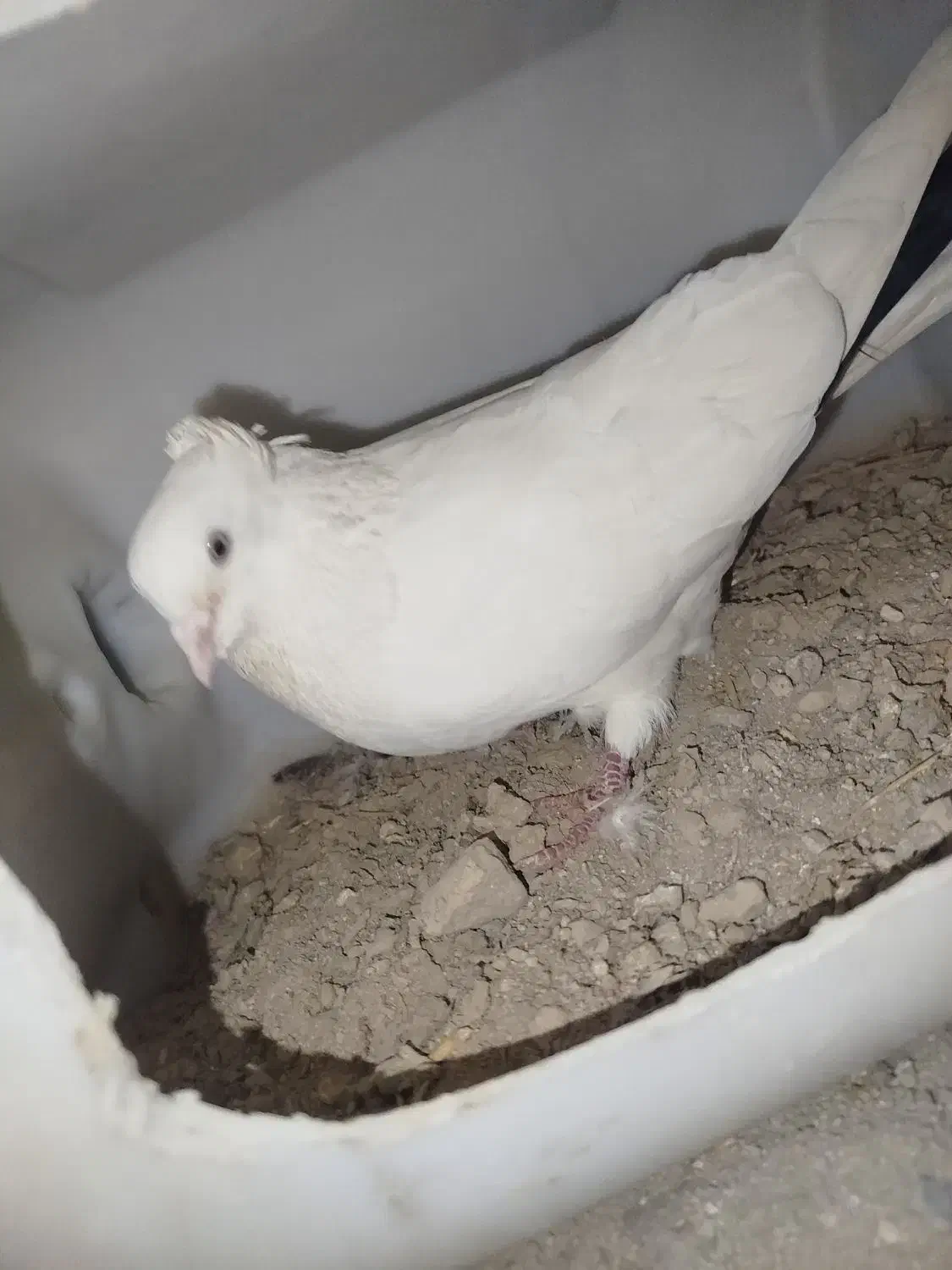 دوتا کبوتر|پرنده|بستان آباد, |دیوار