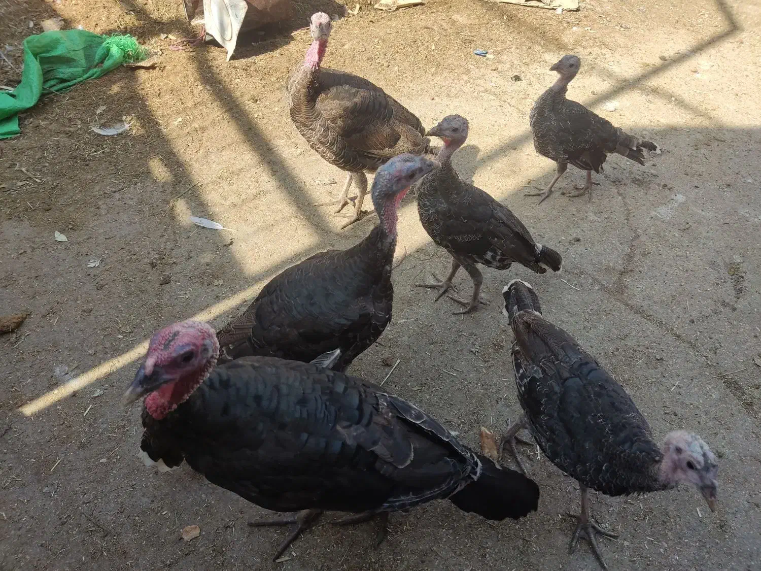 بوقلمون محلی|حیوانات مزرعه|سمنان, |دیوار