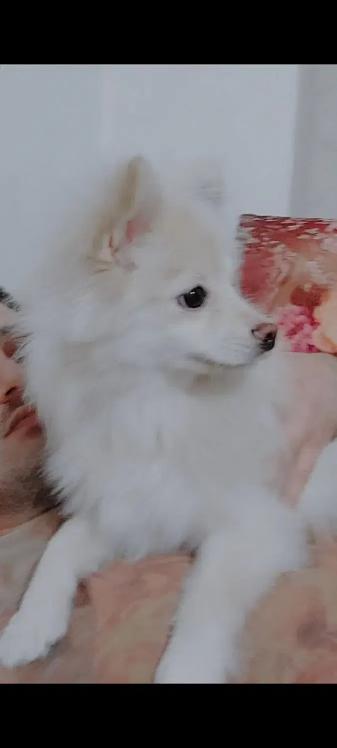 پامرخرسی ۸ماهه|سگ|کرمانشاه, |دیوار