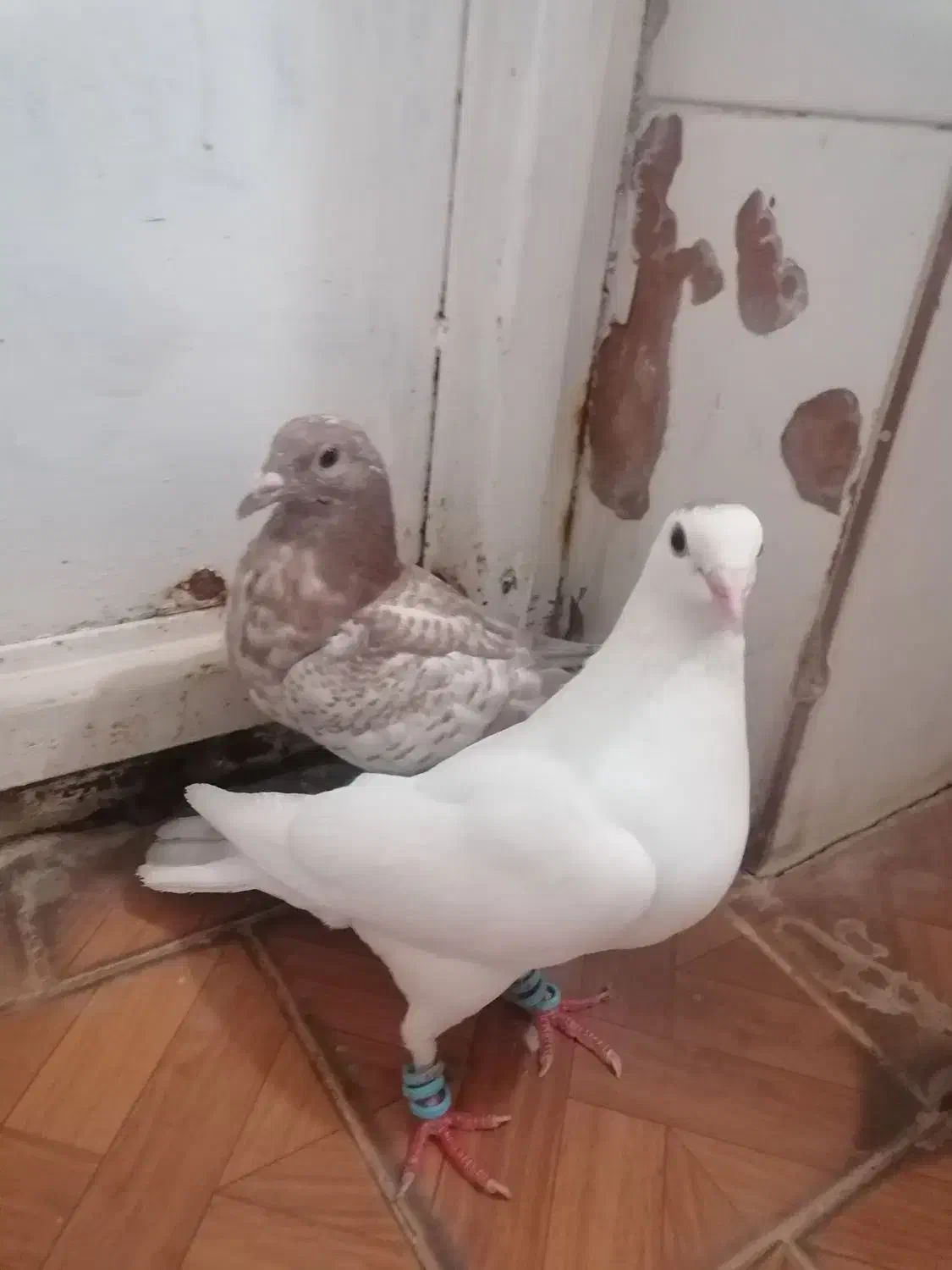 کبوتر|پرنده|رشتخوار, |دیوار