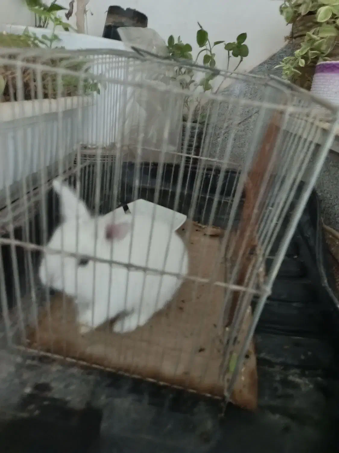 خرگوش موش|موش و خرگوش|نیشابور, دارایی|دیوار