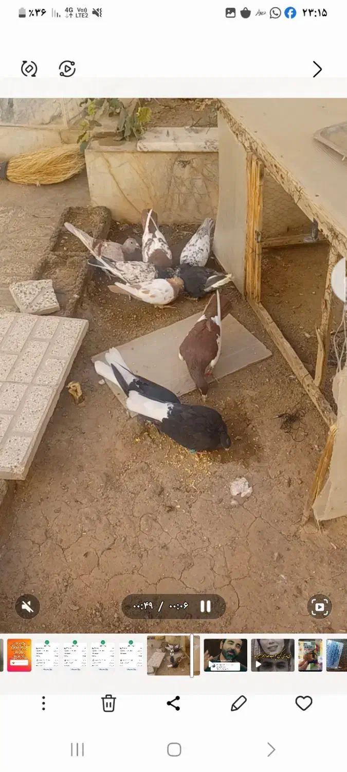 کبوتر|پرنده|تربت‌حیدریه, رجایی|دیوار