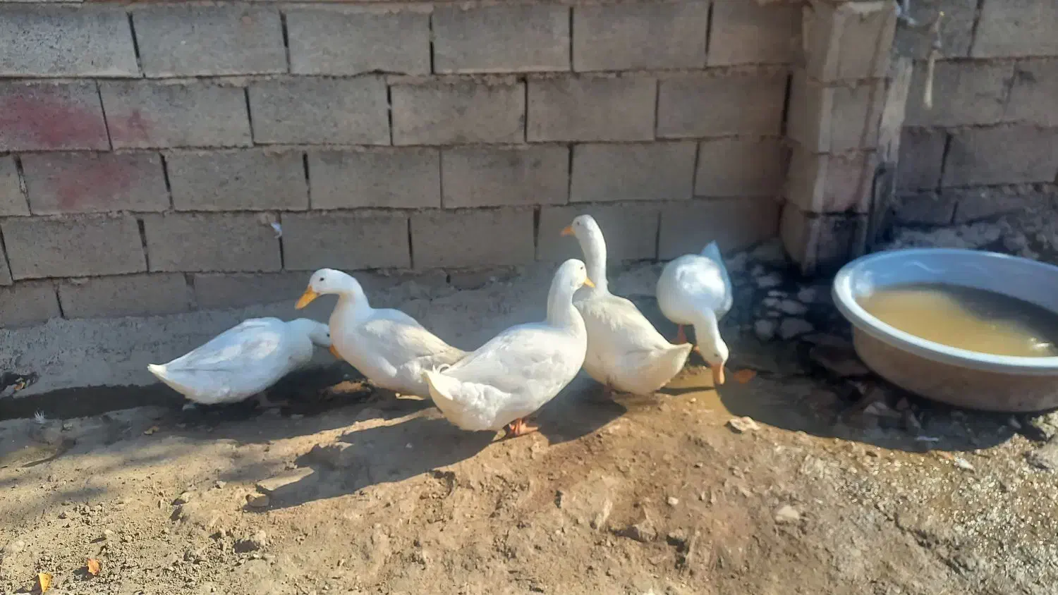 غاز/قوغاز/اردک محلی/اردک خارجی|حیوانات مزرعه|دوزین, |دیوار
