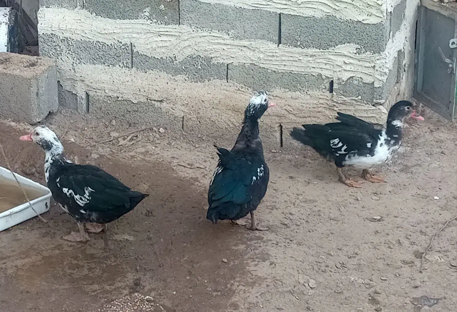 اردک|حیوانات مزرعه|اهر, |دیوار