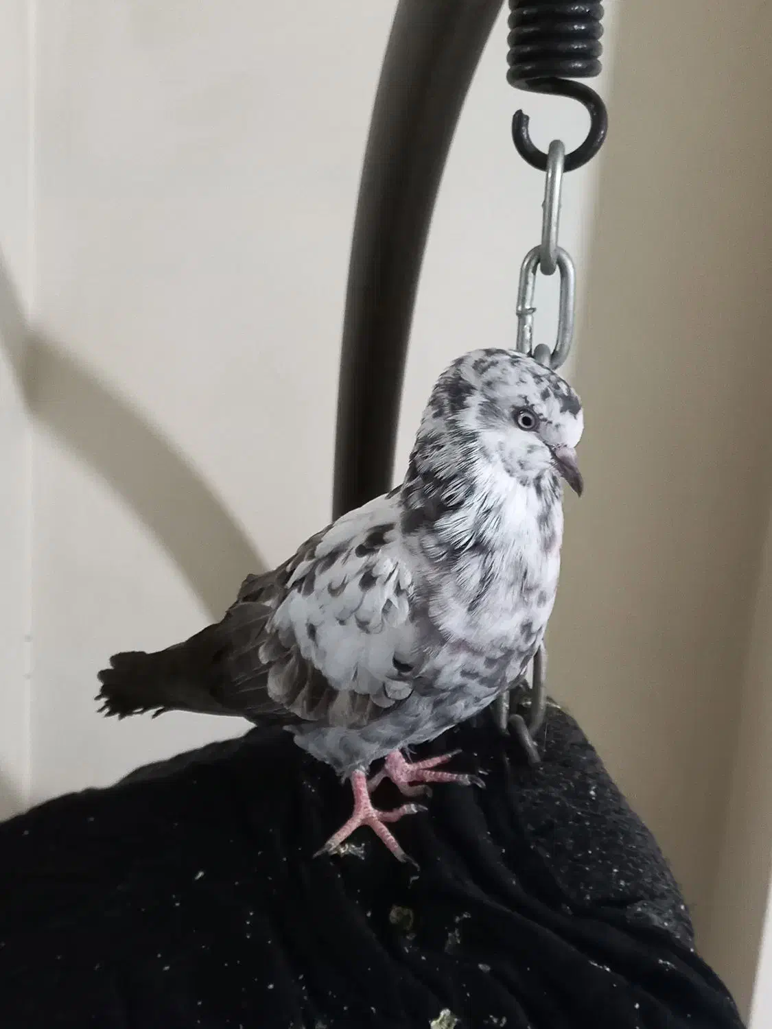 کفتر|پرنده|ساوه, |دیوار