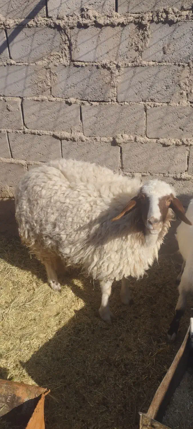 دو عدد بزغاله نر یک عدد بره ماده|حیوانات مزرعه|طبس, |دیوار