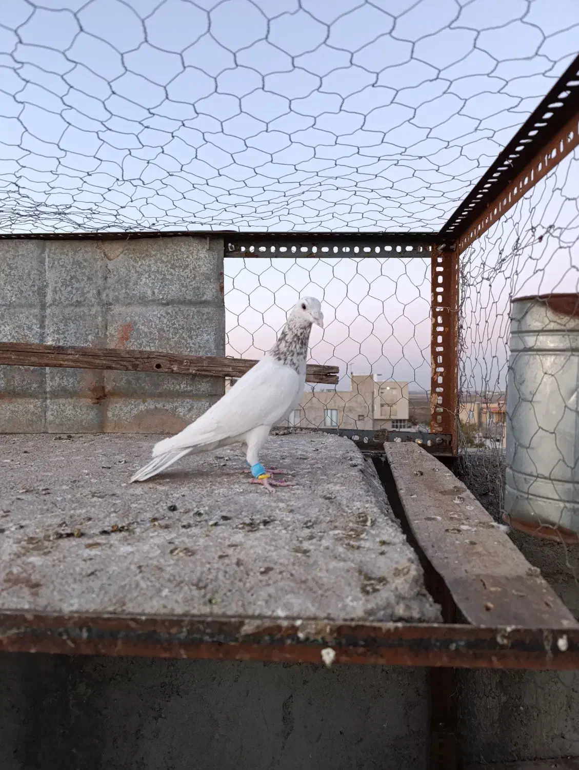 کبوتر پرنده|پرنده|الوند, |دیوار