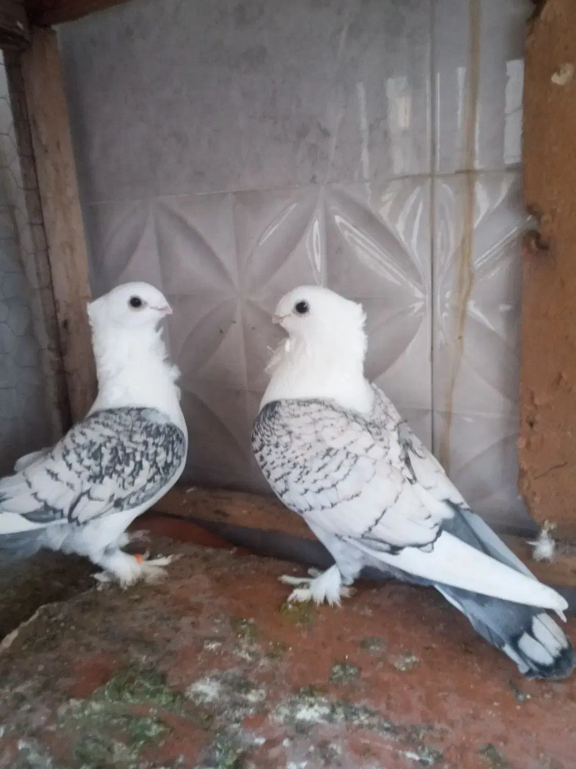 تکپروساده|پرنده|تاتار علیا, |دیوار