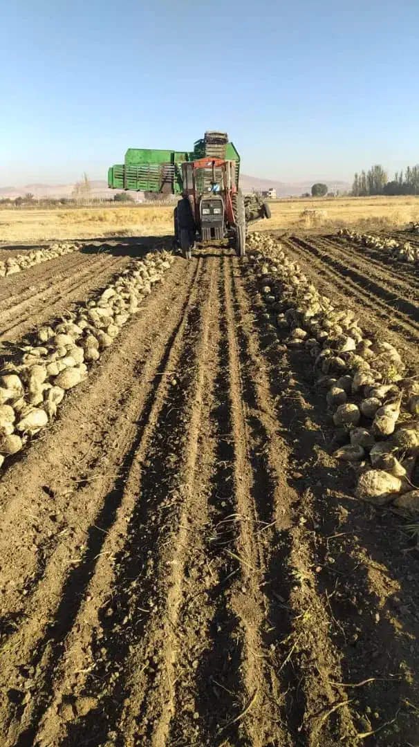 چغندر|حیوانات مزرعه|صحنه, |دیوار