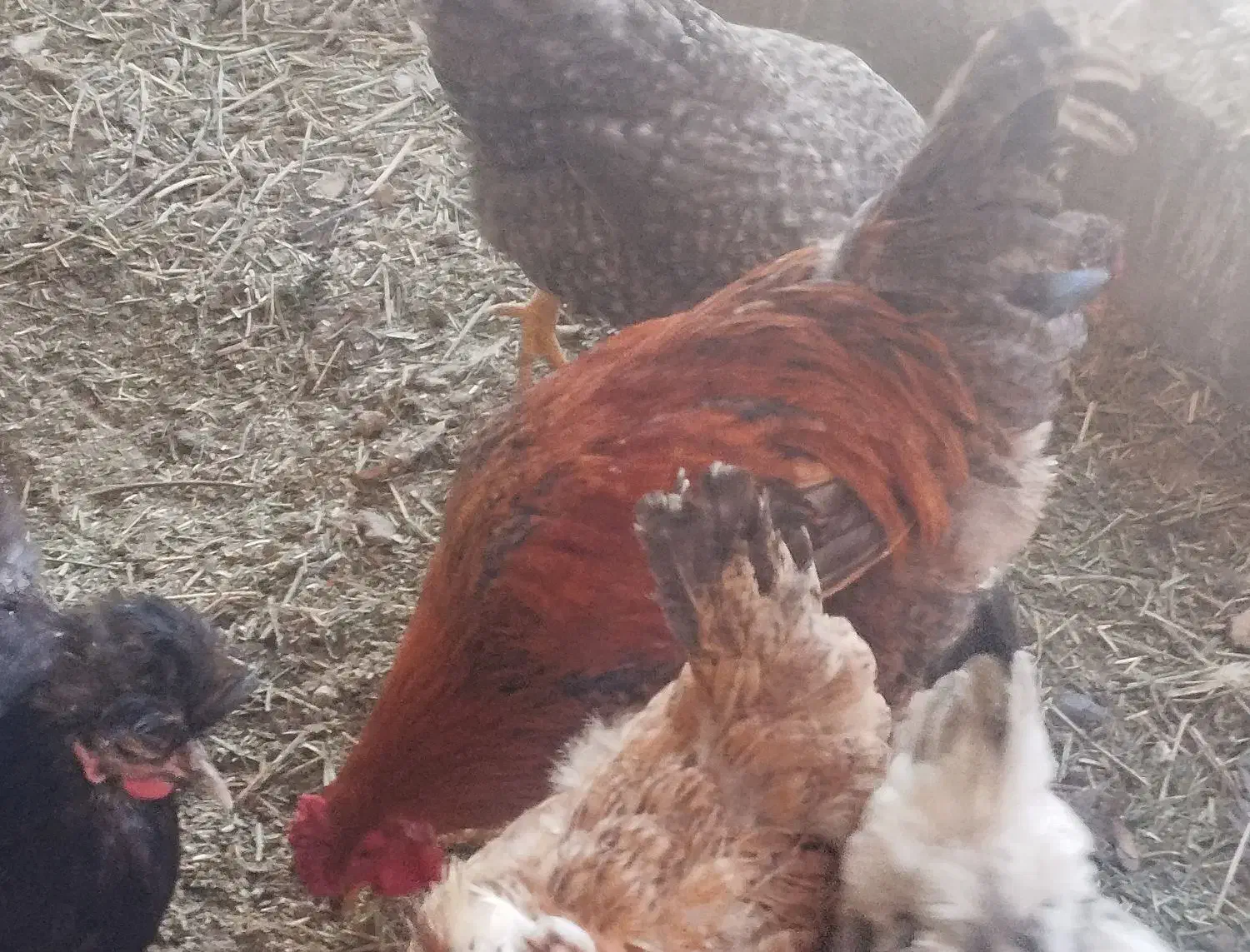 خروس|حیوانات مزرعه|اراک, |دیوار