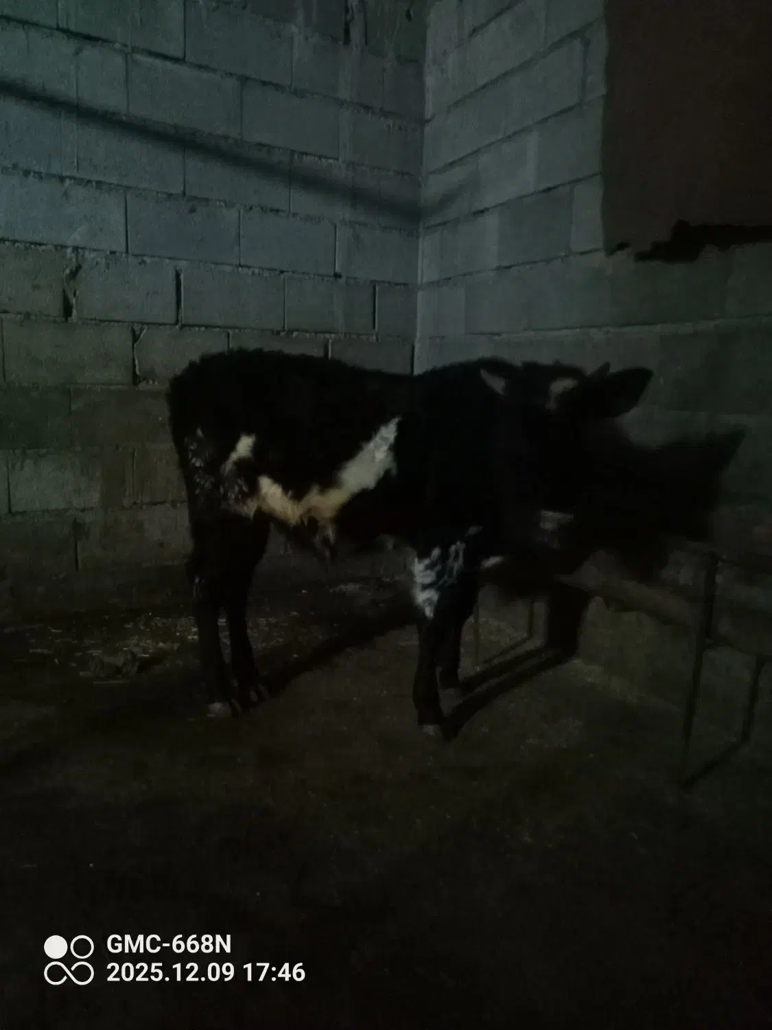 گاو گوساله نر ورزا|حیوانات مزرعه|عباسآباد, |دیوار