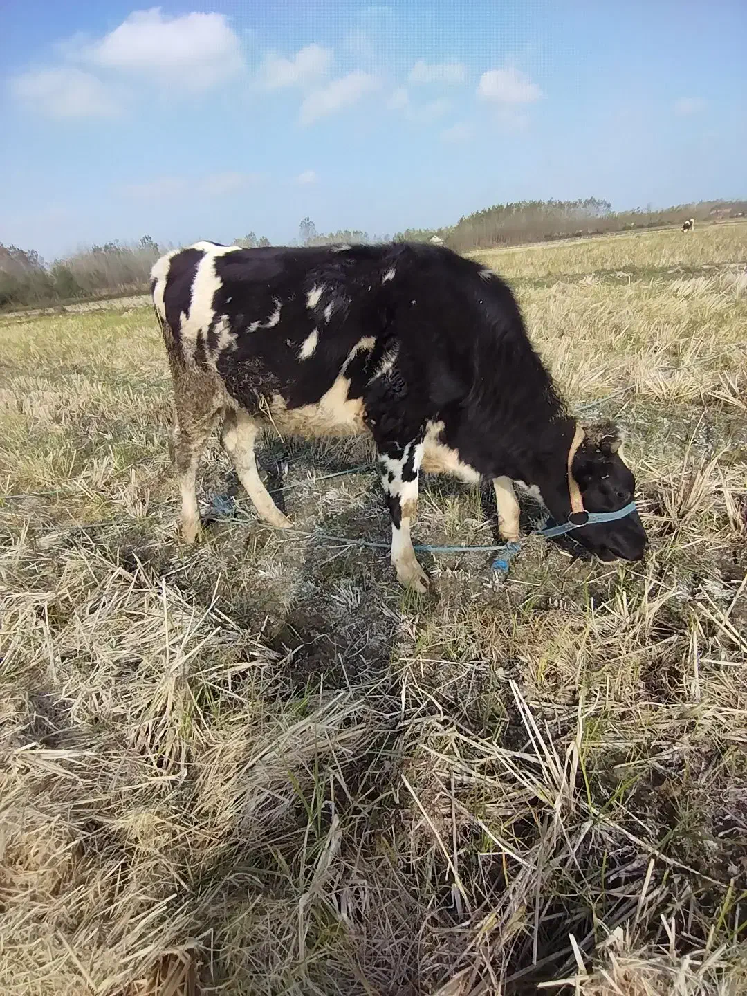 چندین راس گاو گوساله لیشه سیمینتال تلیسه|حیوانات مزرعه|رشت, بلوار گیلان|دیوار