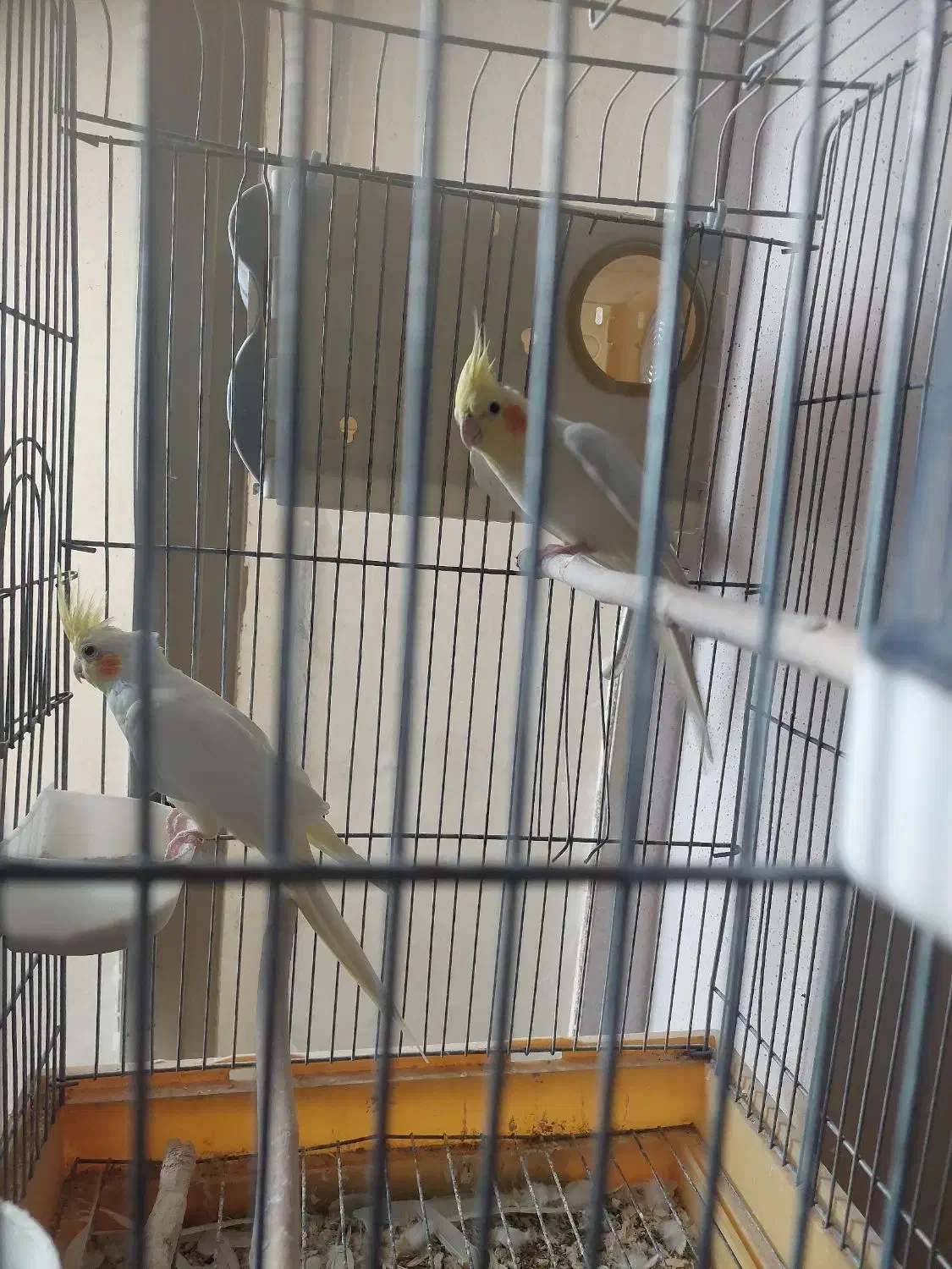 عروس هلندی با جوجه|پرنده|مرودشت, ابوذر شمالی|دیوار