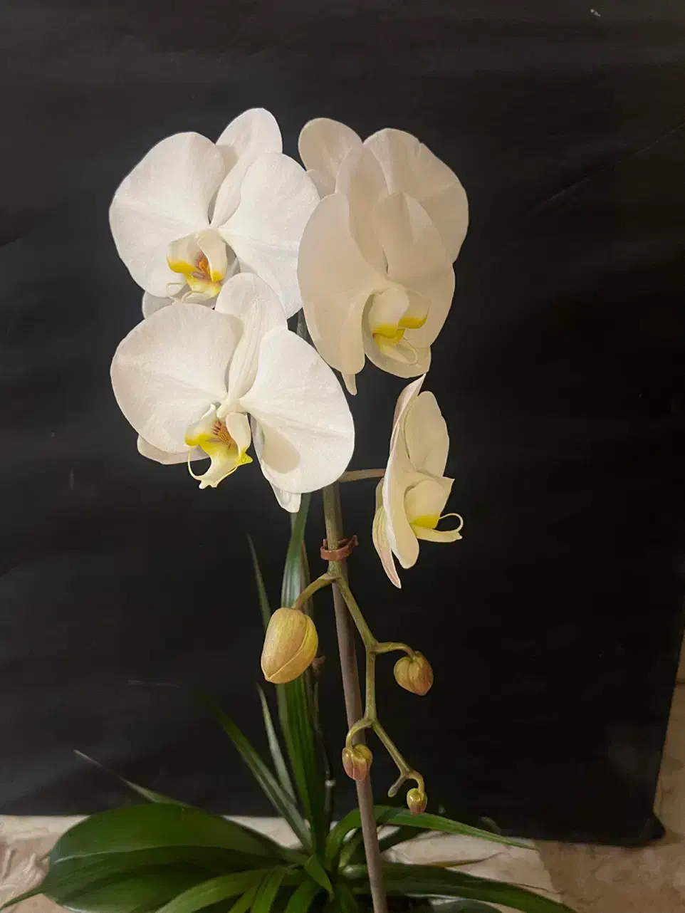 گل ارکیده|گل و گیاه طبیعی|تهران, قلهک|دیوار