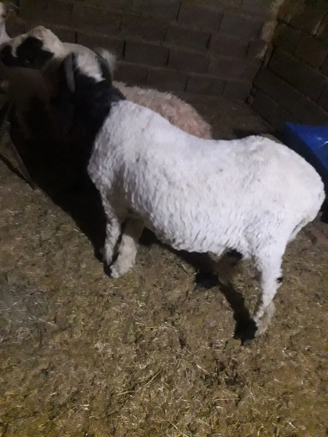 بره و کره|حیوانات مزرعه|رفسنجان, |دیوار