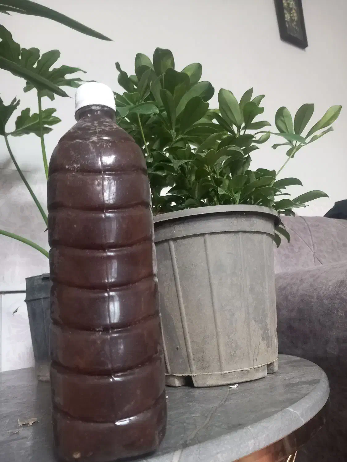 گیاهی|آرایشی، بهداشتی، درمانی|بم, |دیوار