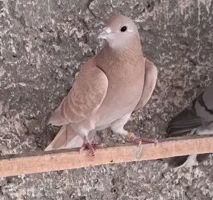 کبوتر دمگیر خرقه|پرنده|خمینی‌شهر, |دیوار