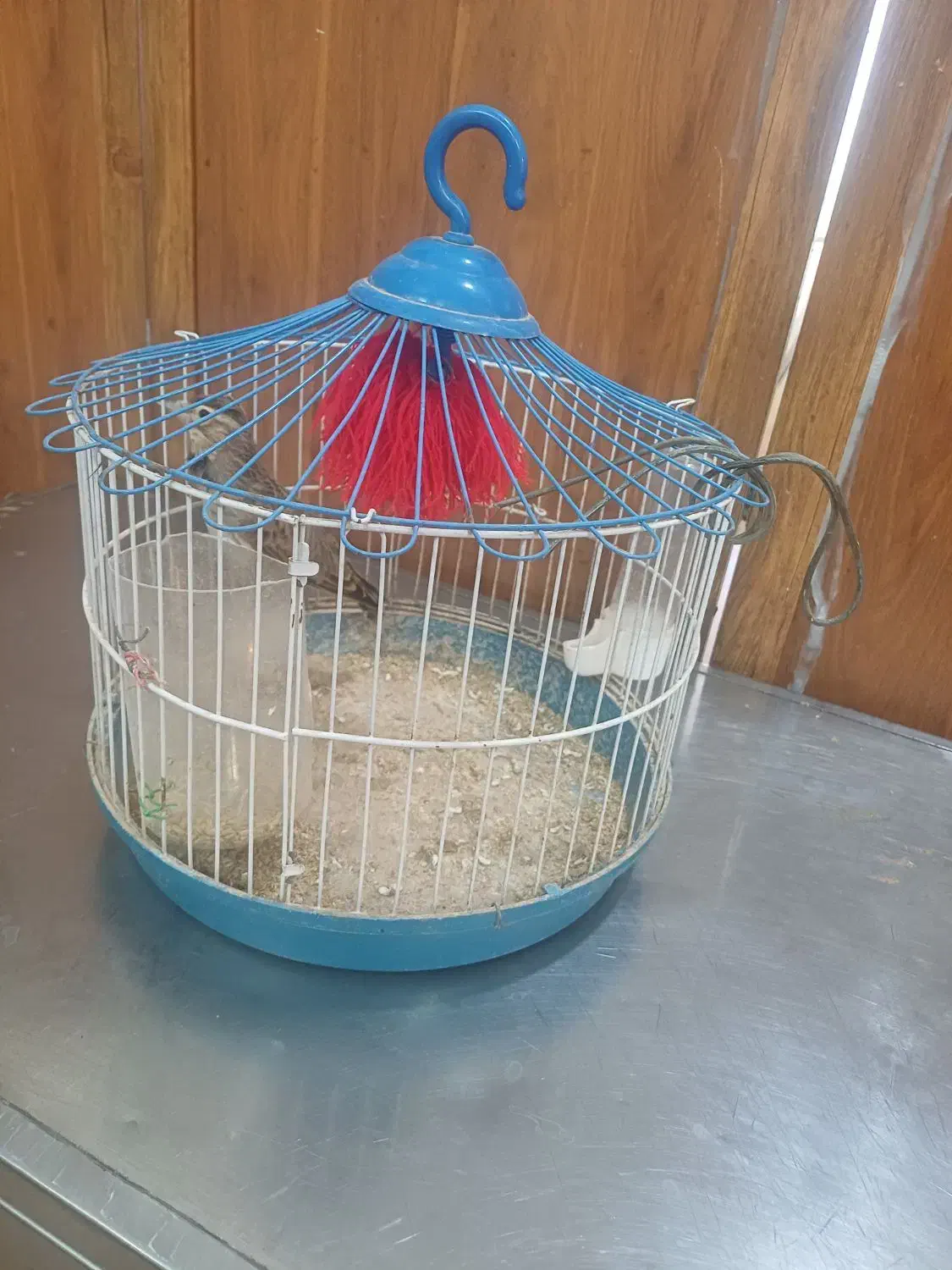 سهره خاکی بخون شلاقی|پرنده|قم, هفت تیر|دیوار