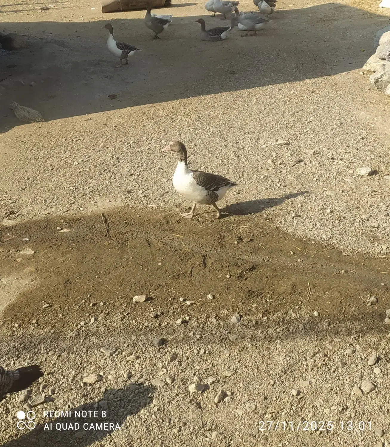 غاز محلی|حیوانات مزرعه|مشگین شهر, |دیوار