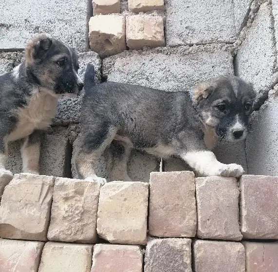 کته سرابی|سگ|شاهرود, |دیوار