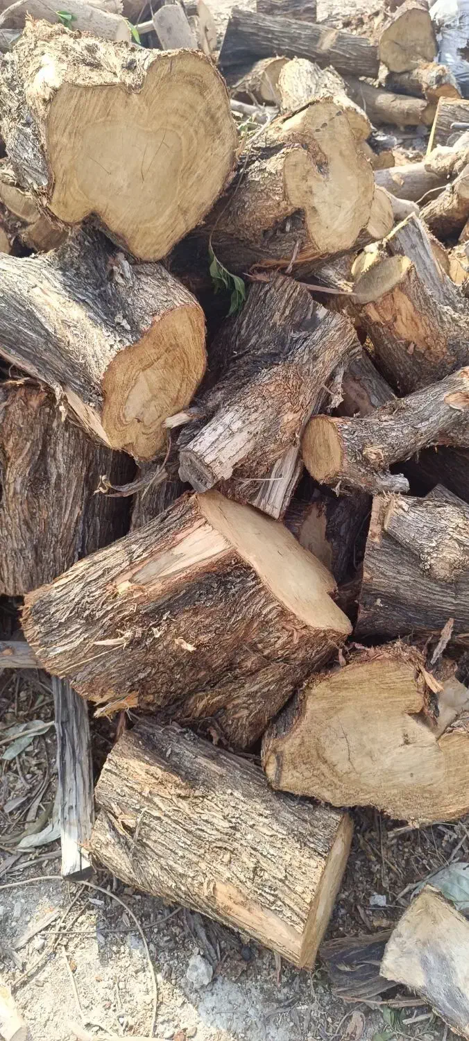 خرید چوب|خدمات باغبانی و درختکاری|رامهرمز, |دیوار