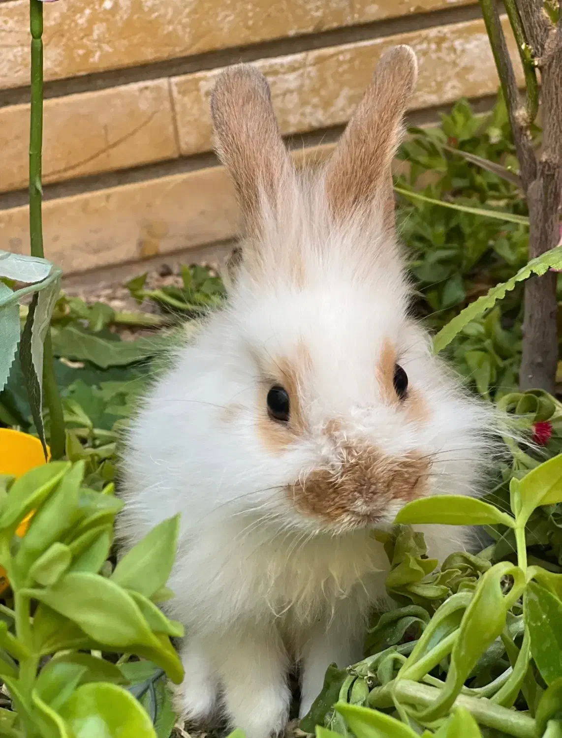 اگه کسی ازش نگهداری میکنه بهم اطلاع بده|حیوانات|کاشان, لتحر|دیوار