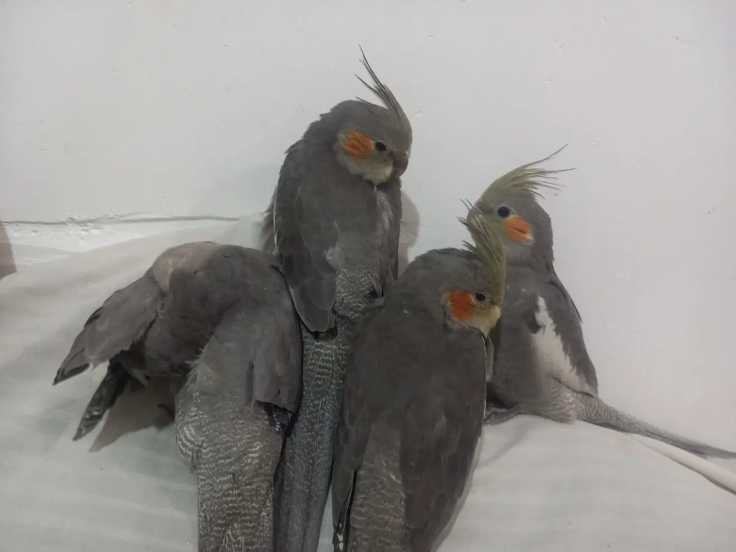 جوجه عروس هلندی|پرنده|شوشتر, |دیوار