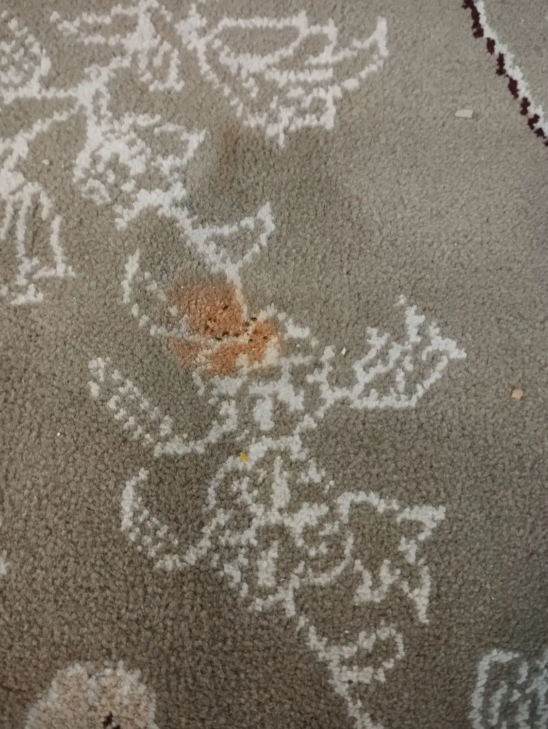 فرش 12 متری 500 شونه|فرش|چهارباغ, |دیوار