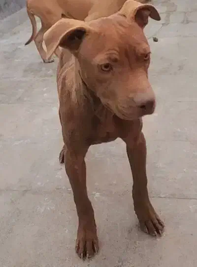 توله سگ بیتبول|سگ|زاهدان, |دیوار